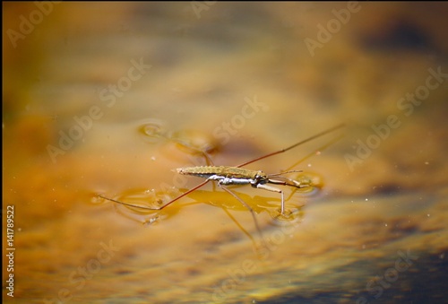 Water Bug