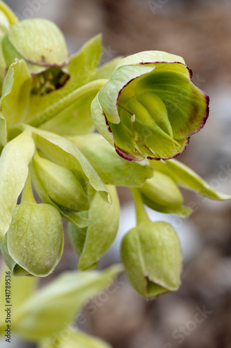 Helleborus foetidus / Hellebore fétide photo