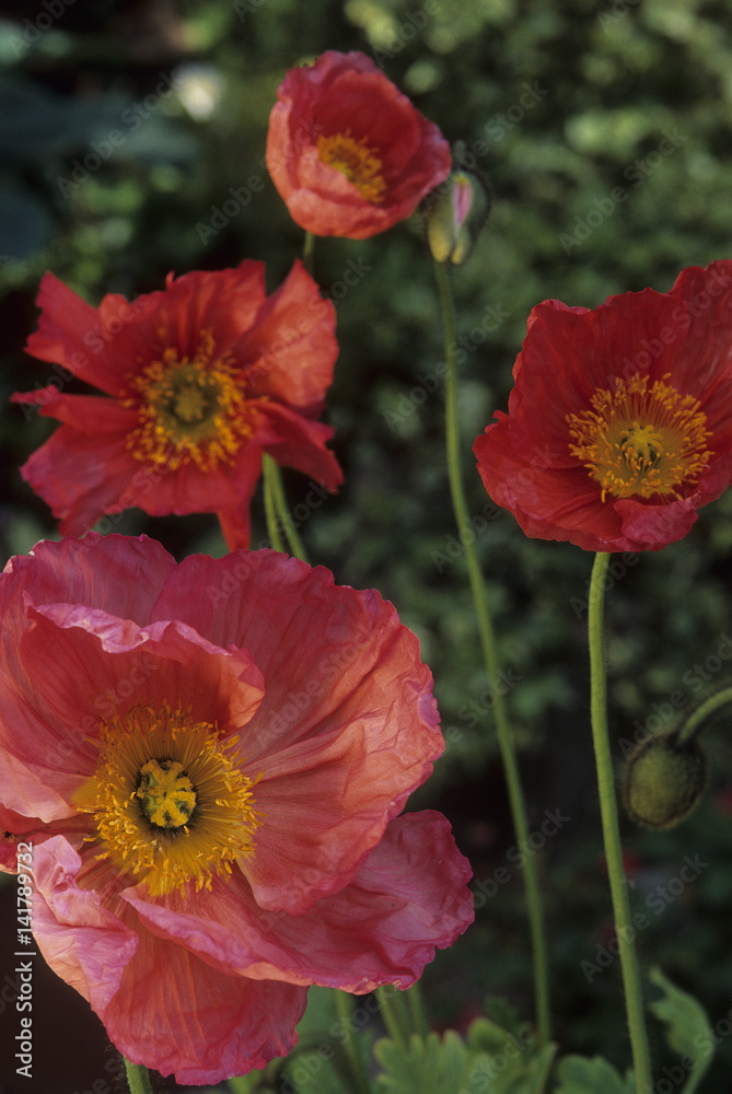 Papaver nudicaule / Papaver croceum / Pavot d'Islande