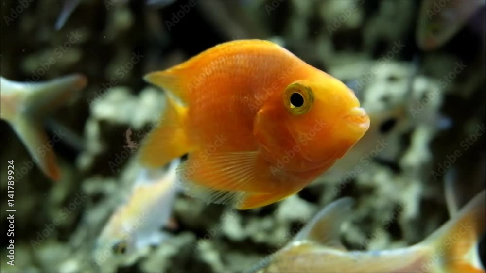 Goldfish posing for the camera Goldfish posing for the camera