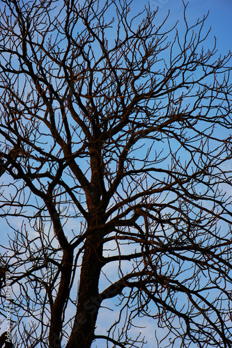 Silhouette of a bare tree in spring with blue sky in background