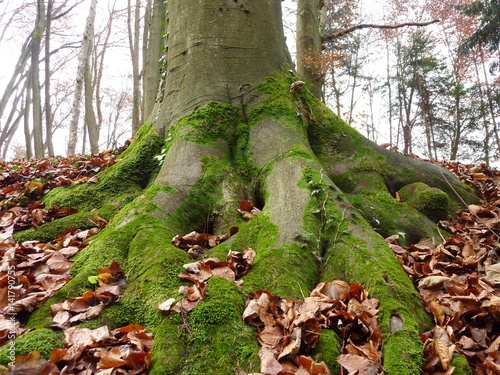 Wurzelanläufe und Stammfuß einer alten Rotbuche, Fagus sylvatica, am hang im Odenwald photo