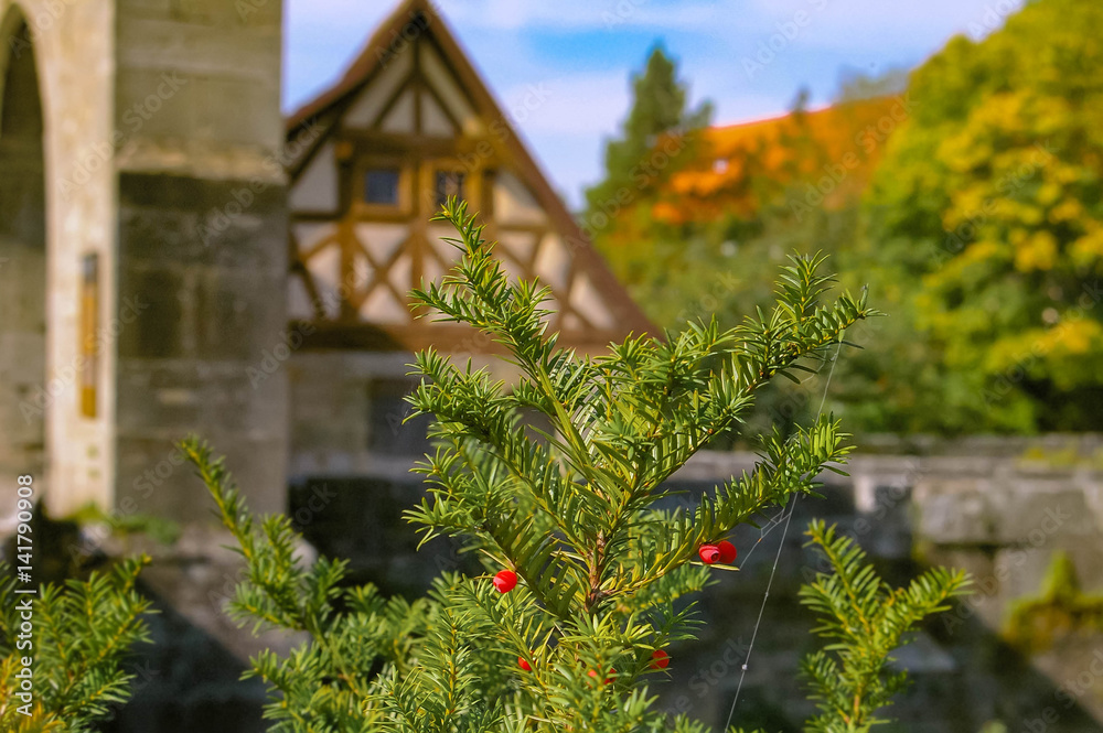 pine yew on the background of the Bavarian house pine yew on the background of the Bavarian house