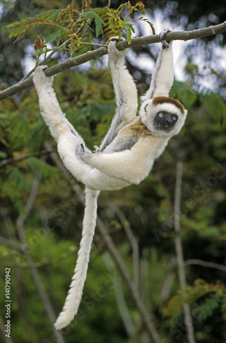 Propithecus verreauxi / Propithèque de Verreaux