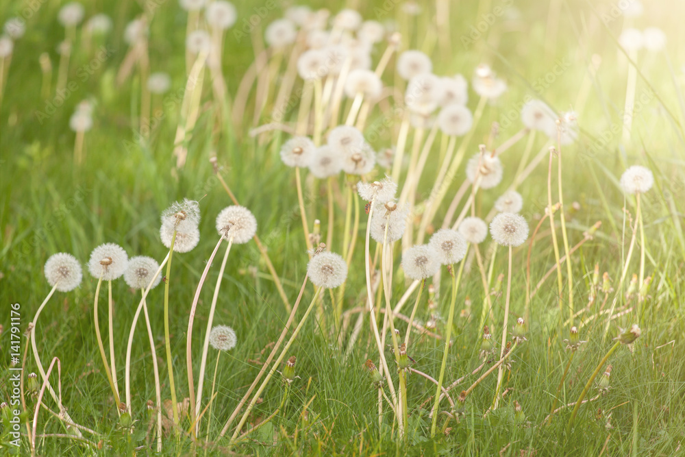 White fluffy dandelions on the meadow. Natural spring background
