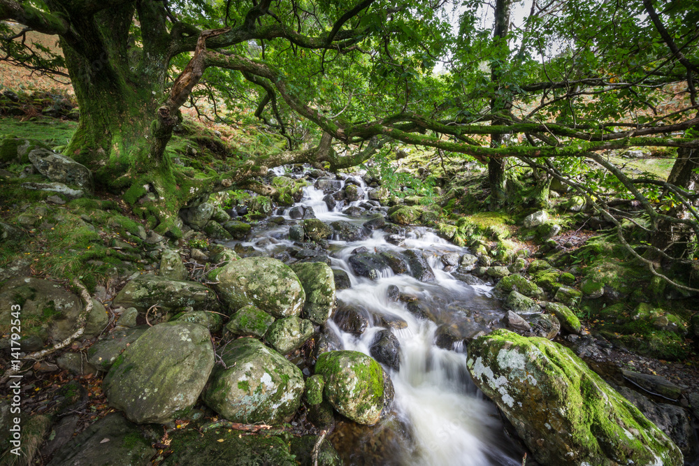 Mountain stream flowing through the green forest. Cascade falls over mossy rocks. Lake District, England, UK Mountain stream flowing through the green forest. Cascade falls over mossy rocks. Lake District, England, UK