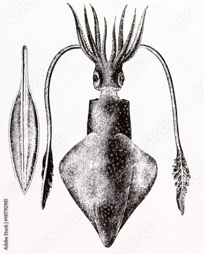 Common squid, Loligo vulgaris
