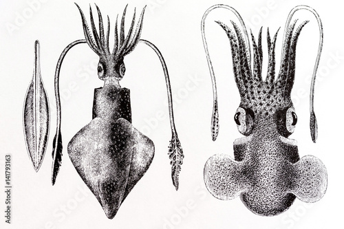 Fotografie Common squid, Loligo vulgaris