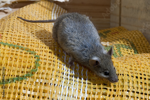 Mus musculus / Souris grise / Souris domestique photo