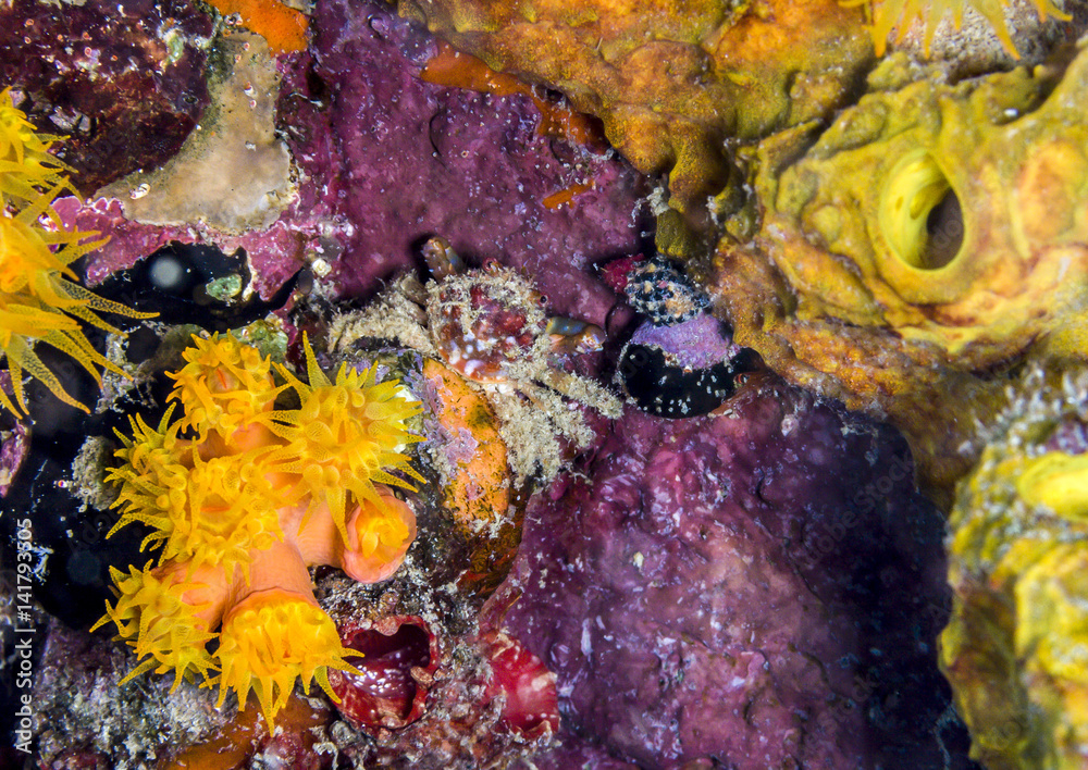 Fototapeta premium Mithraculus cinctimanus, Banded Clinging Crab