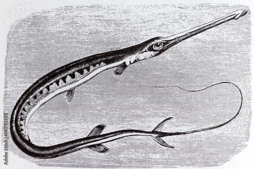 Fistularia tabacaria, tropical fish