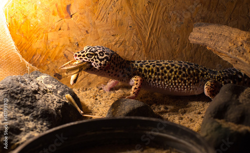 Lizard eat bug