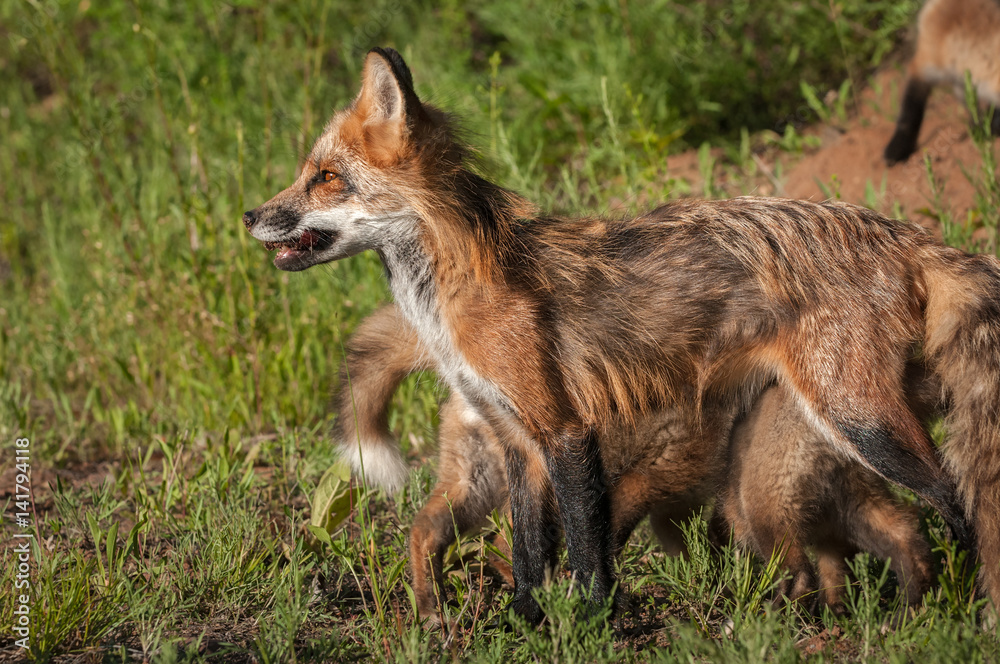 Red Fox Vixen (Vulpes vulpes) Stands Facing Left Red Fox Vixen (Vulpes vulpes) Stands Facing Left
