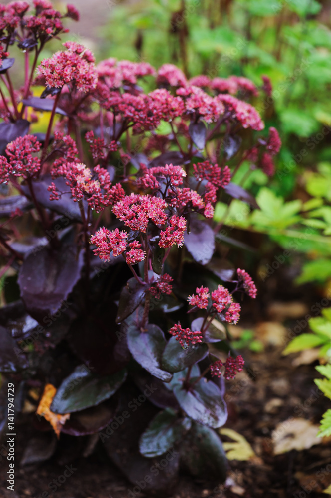 Hylotelephium spectabile (Sedum) Hylotelephium spectabile (Sedum)