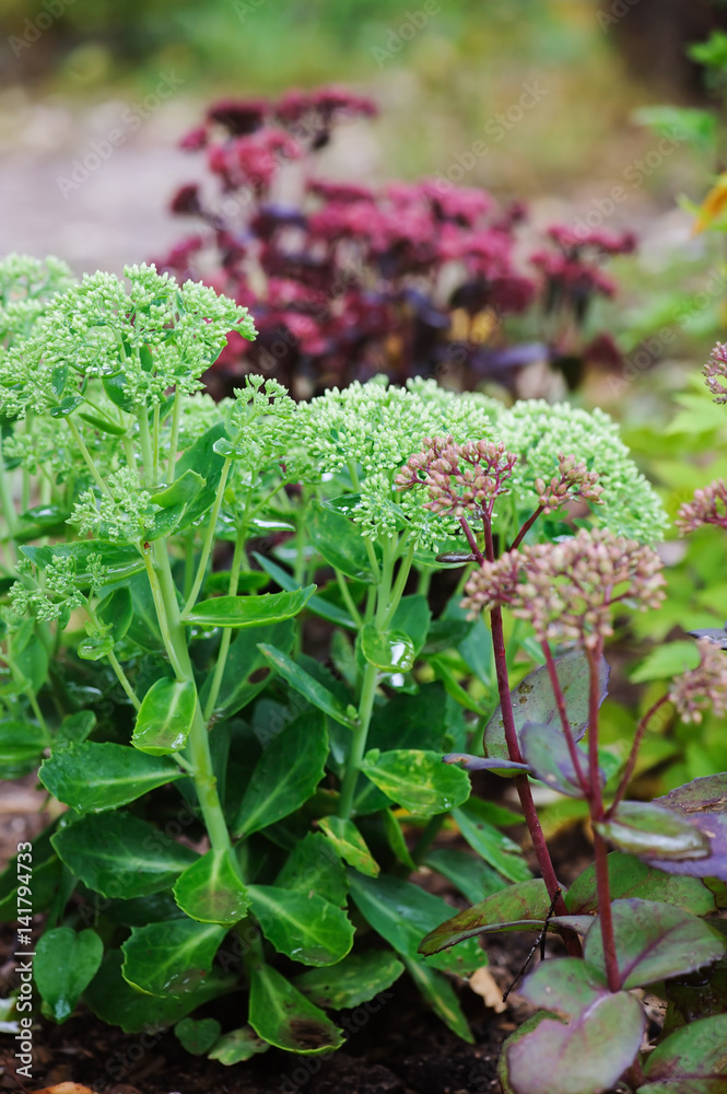 Obraz premium Various Hylotelephium spectabile (Sedum) planted together in summer garden. 