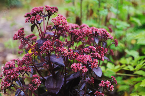 Bild auf Leinwand Hylotelephium spectabile (Sedum) Purple Emperor planted in summer garden
