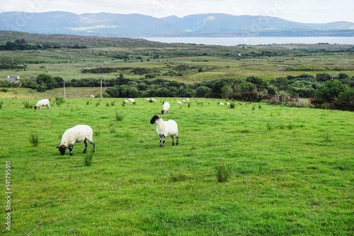 Schafe auf der Weide in Irland