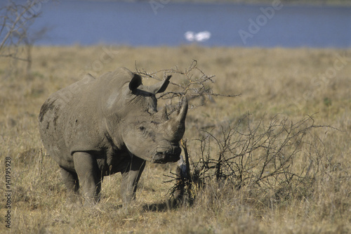 Ceratotherium simum   Rhinoc  ros blanc