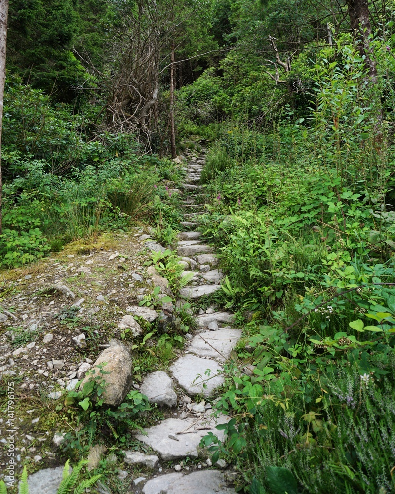 Fototapeta premium Killarney Nationalpark in Irland