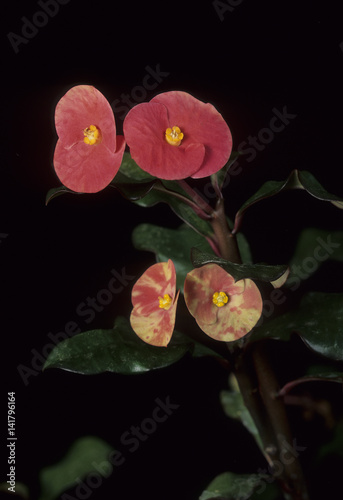 Euphorbia geroldii / Euphorbe