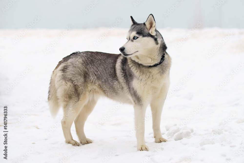 Grey Siberian Husky dog with blue eyes staying outdoors on a snow