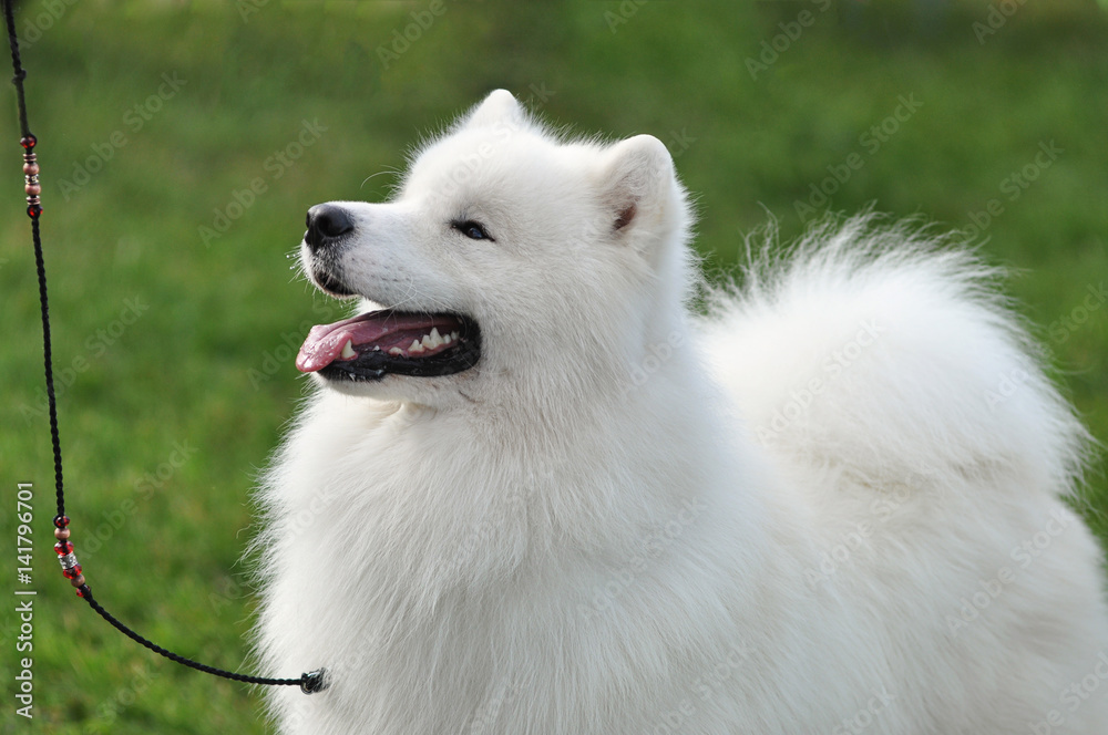 White furry samoyed dog White furry samoyed dog