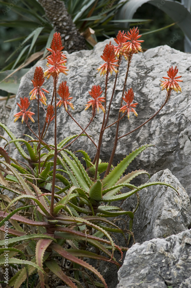 Aloe dawei / Aloès