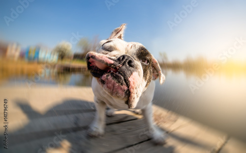 English bulldog dog shaking off water after swimming