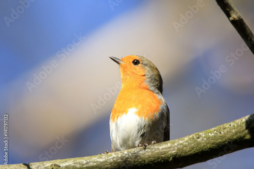 Rotkehlchen-Portrait vor blauem Himmel photo