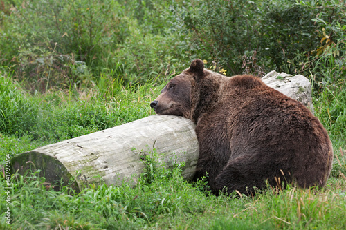 A grizzly bear sleeping on a log in alaska photo