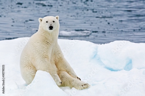 A polar bear sitting on a floating iceberg in the Arctic Ocean