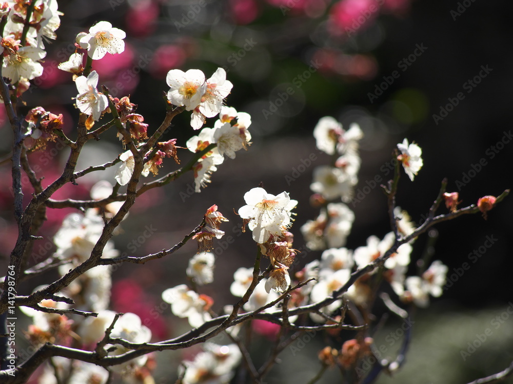梅の花 梅の花