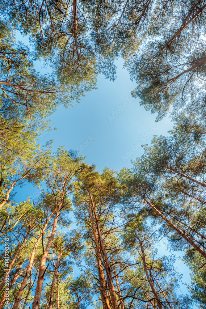 Obraz premium Canopy Of Pines Trees. Upper Branches Of Woods In Coniferous Forest