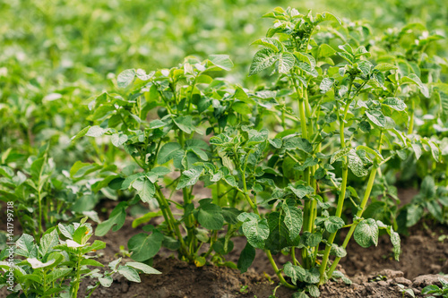 Close Green Vernal Sprouts Of Potato Plant, Solanum Tuberosum Gr