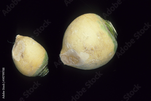 Brassica rapifera / Rutabaga photo