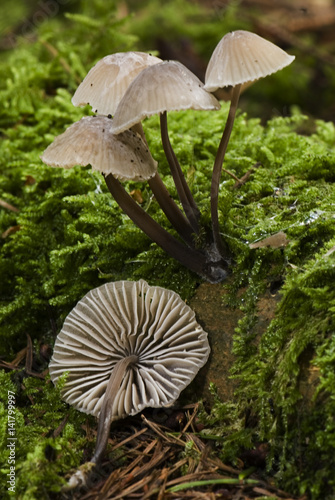 Mycena galericulata / Mycène en casque