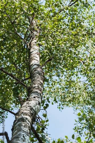 Trunk wood of white birch with green branches with leaves on sky background. Concept of the season, ecology, simplicity of nature, height