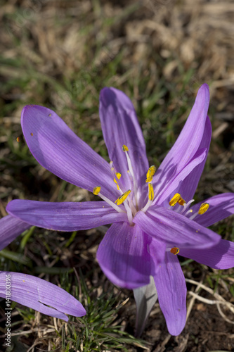 Bulbocodium vernum / Colchique du printemps photo