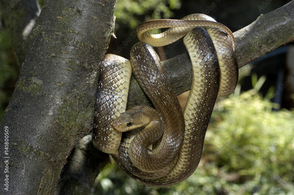 Obraz premium Elaphe longissima / Couleuvre d'Esculape