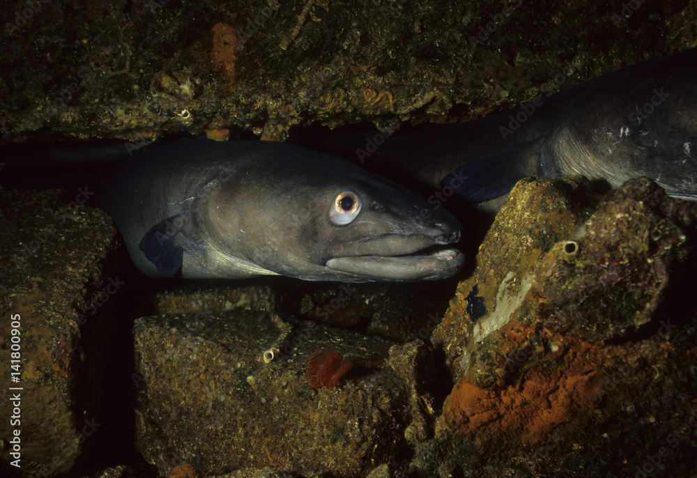 Conger congre / Congre / Anguille de mer
