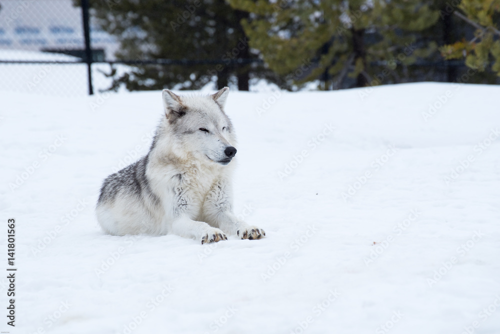Obraz premium a wolf is laying down with the snow in the winter in the relax time