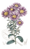 Illustration botanique / Aster amellus / Aster amelle 'Lady Hindlip'