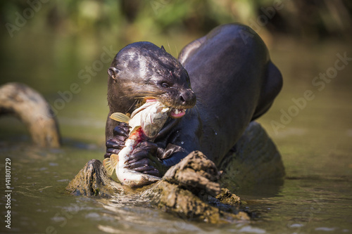 Giant otter feeding on a fish in Rio CuiabÃ , not far from Porto Jofre.  Mato Grosso do Sul; Brazil.. photo