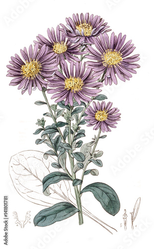Illustration botanique / Aster amellus / Aster amelle 'Lady Hindlip'