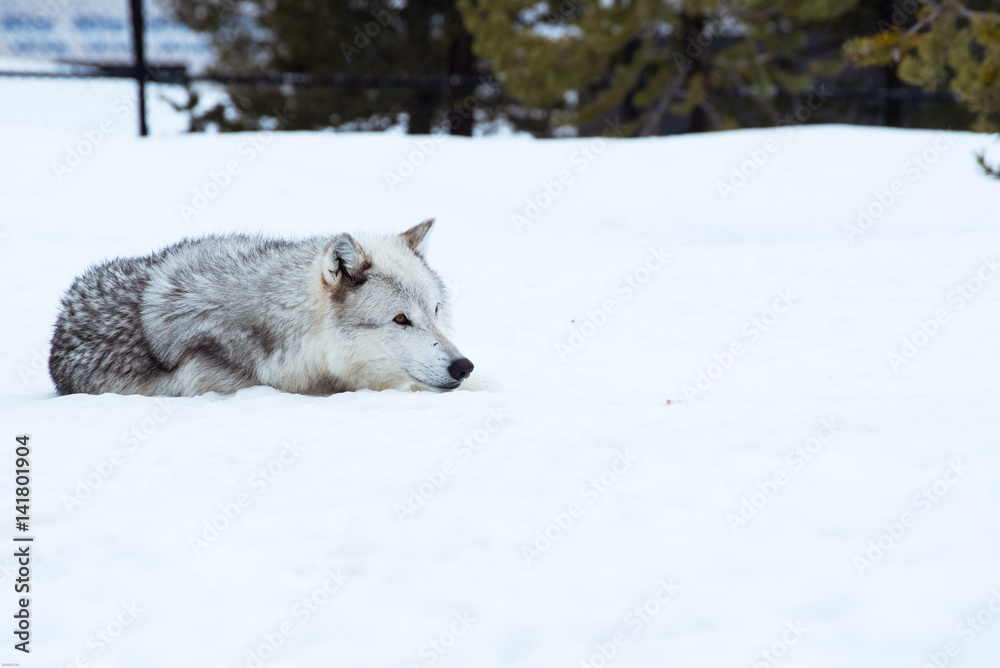 Obraz premium a wolf is laying down with the snow in the winter in the relax time