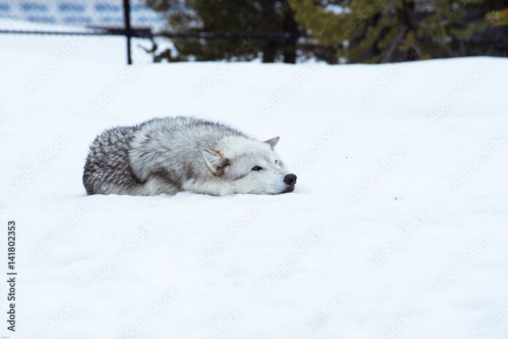 Naklejka premium a wolf is laying down with the snow in the winter in the relax time