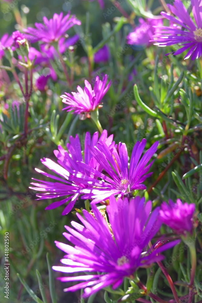 Mittagsblume, Frühling und Blumen StockFoto Adobe Stock