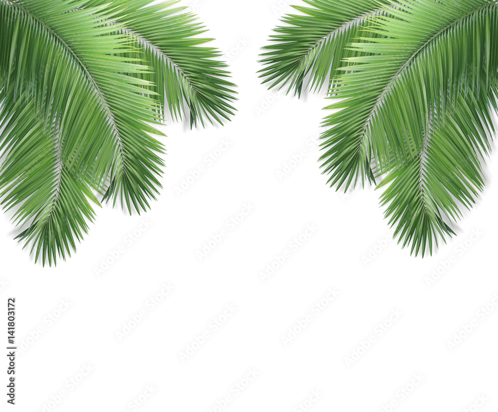 Palm leaf isolated