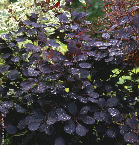 Cotinus coggygria / Rhus cotinus / Arbre à perruques photo