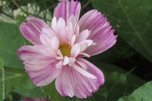 Cosmos bipinnatus   Cosmos  Psych   